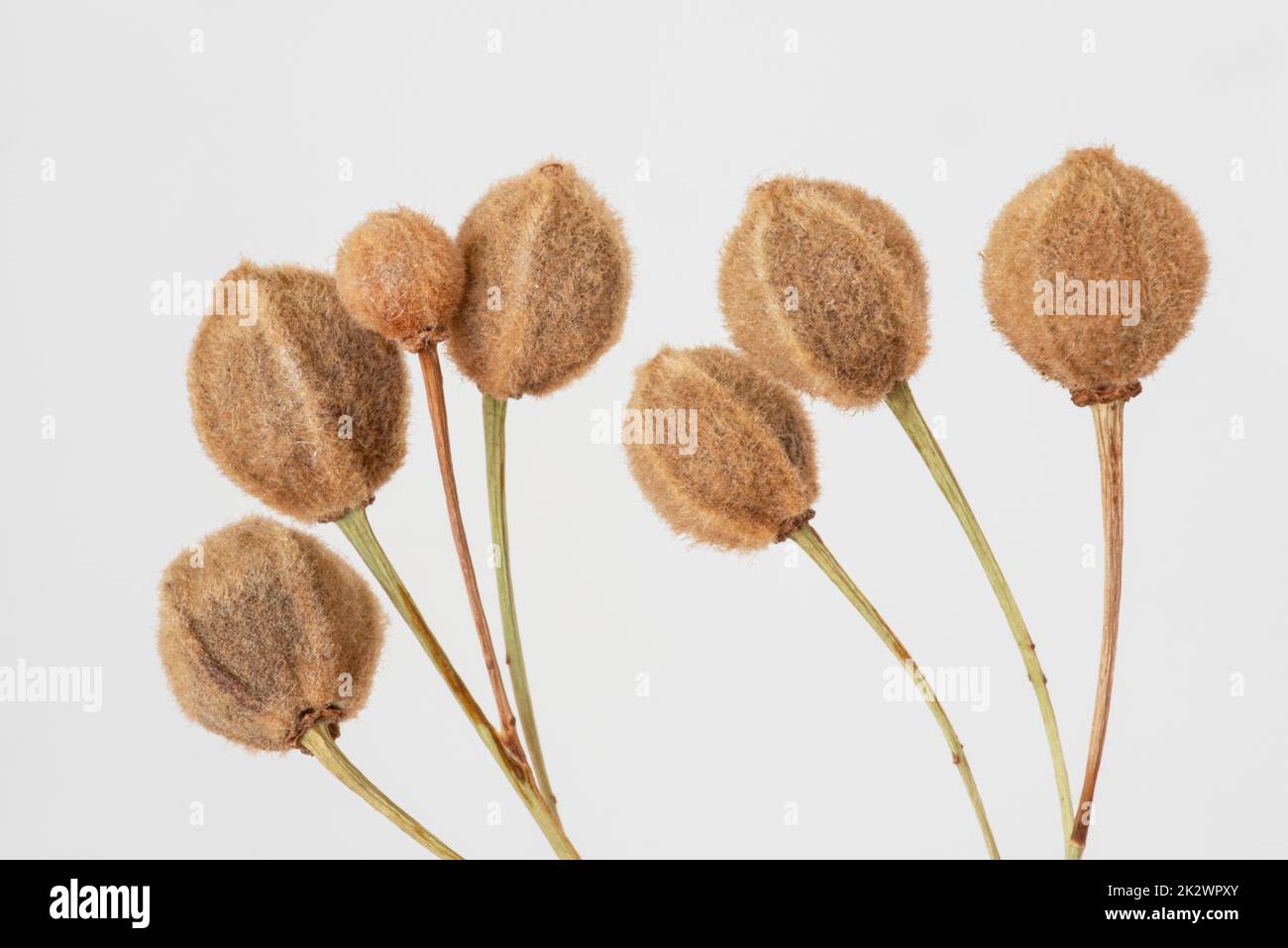 Dried linden seeds on a light grey background Stock Photo