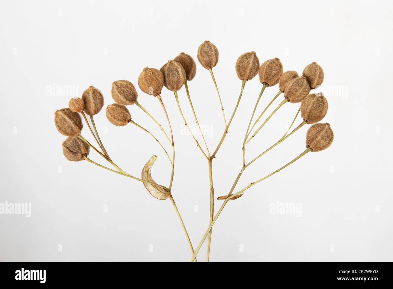 Dried linden seeds on a light grey background Stock Photo