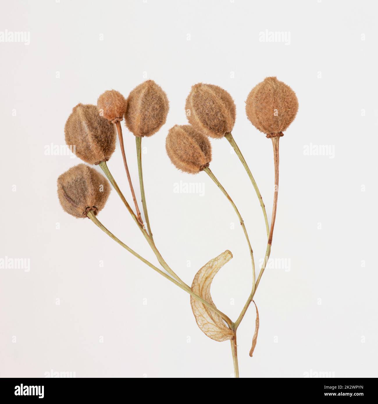 Dried linden seeds on a light grey background Stock Photo
