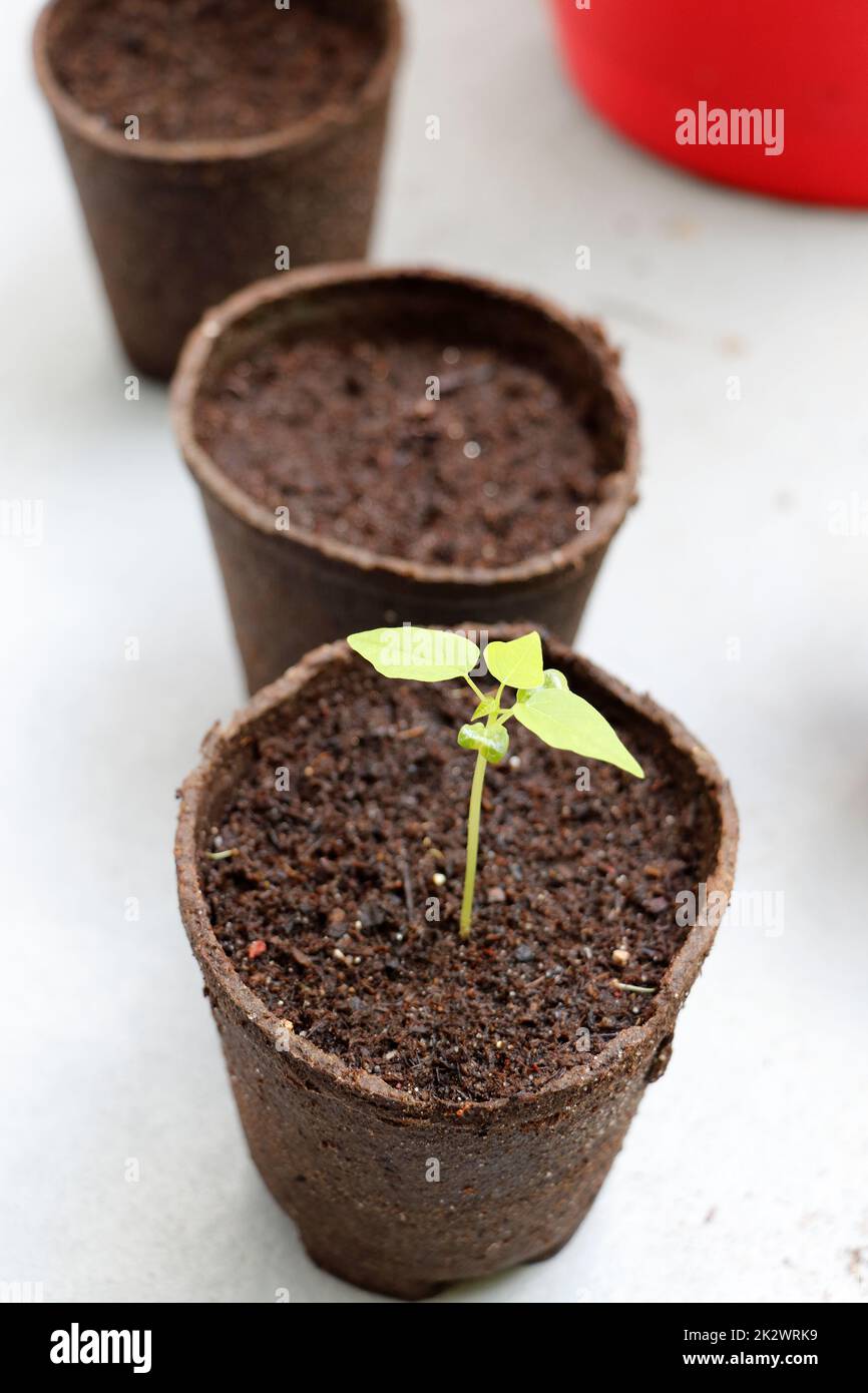 Papaya Seedling True Leaves in Biodegradable Pot, Peat Coconut Soil Stock Photo