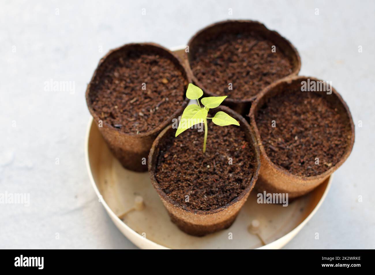 Beautiful Small Papaya Plant Seedling Growing in Peat Pot Close-up Stock Photo