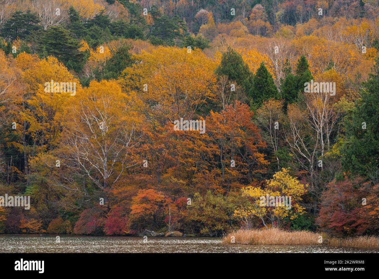 Beautiful autumn seasonal forest and lake Stock Photo - Alamy