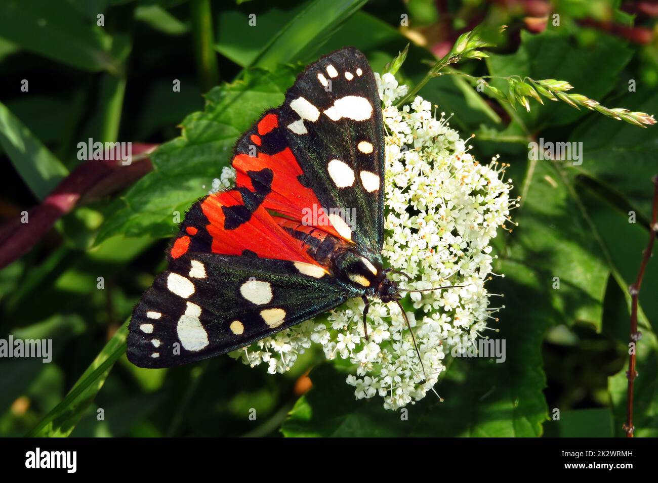 Scarlet tiger moth, Panaxia dominula, a colorful moth Stock Photo