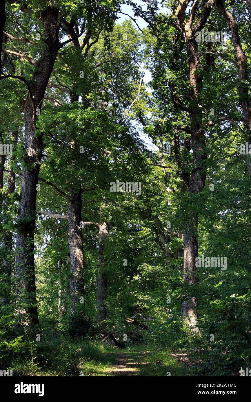 Mixed deciduous forest in summer with oaks and beeches Stock Photo Alamy