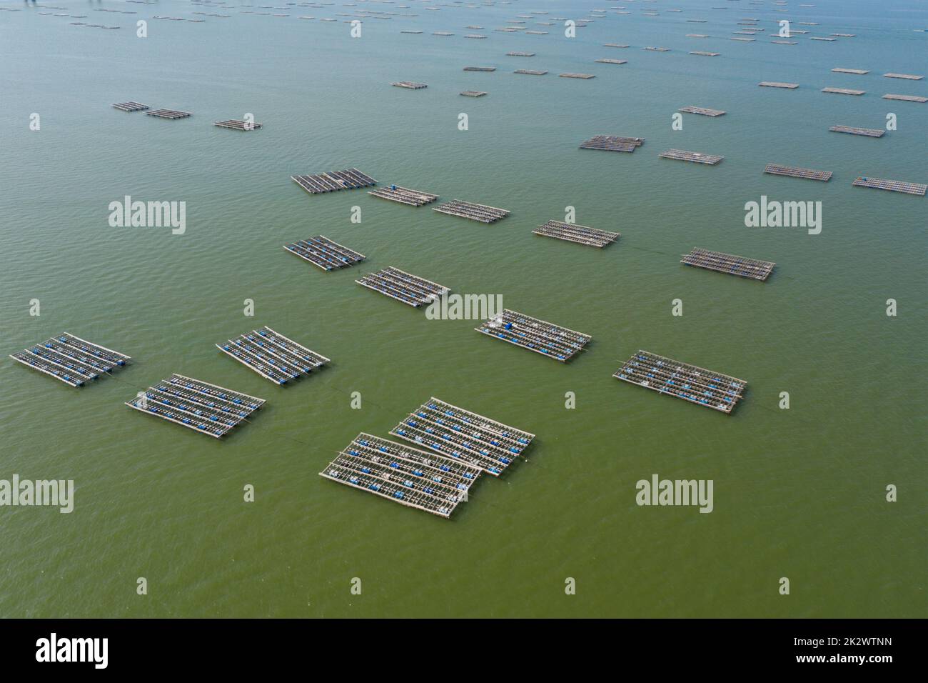 Top view of oyster farm Stock Photo Alamy