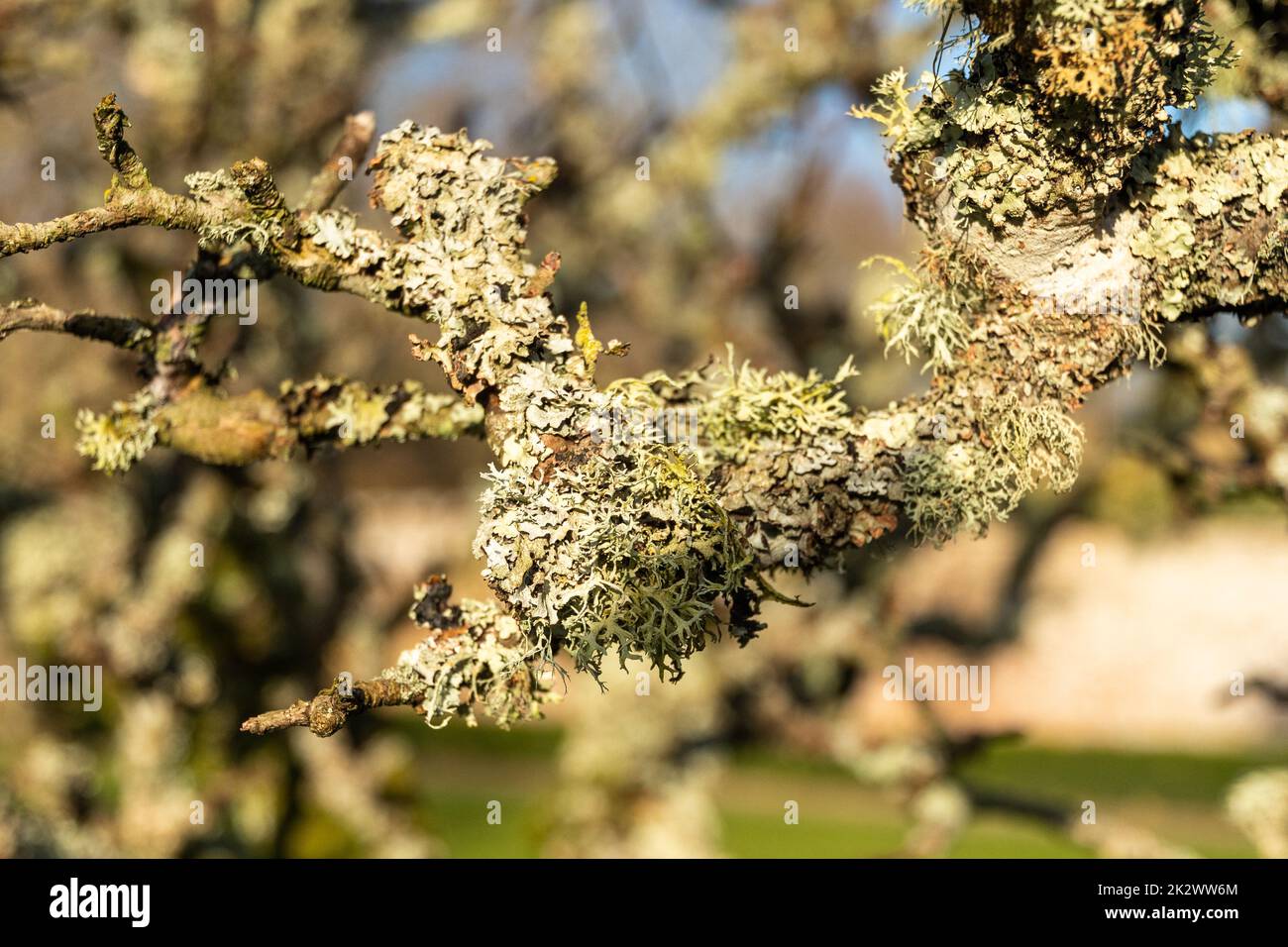 Oak Moss on an old apple tree, Burwash, East Sussex, England. Evernia