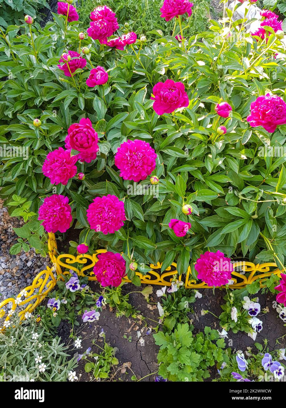 Pink flowers of peonies blooming on a bush in the garden, vertical ...