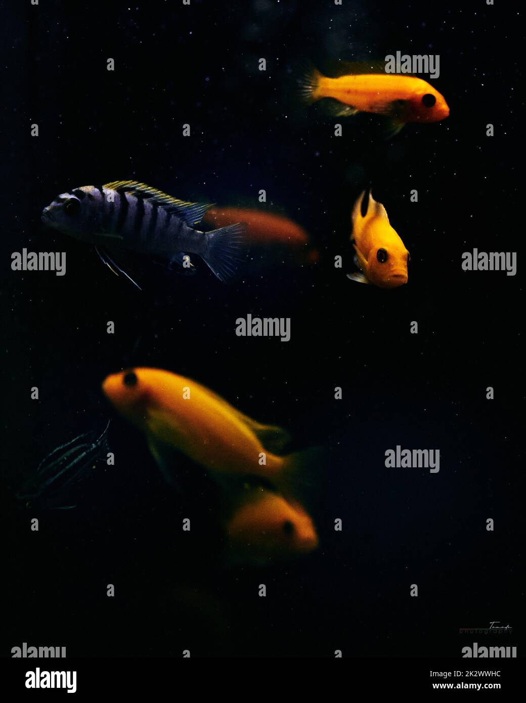 A vertical shot of an exotic fish tank with beautiful red zebra cichlids swimming about in the dark water Stock Photo