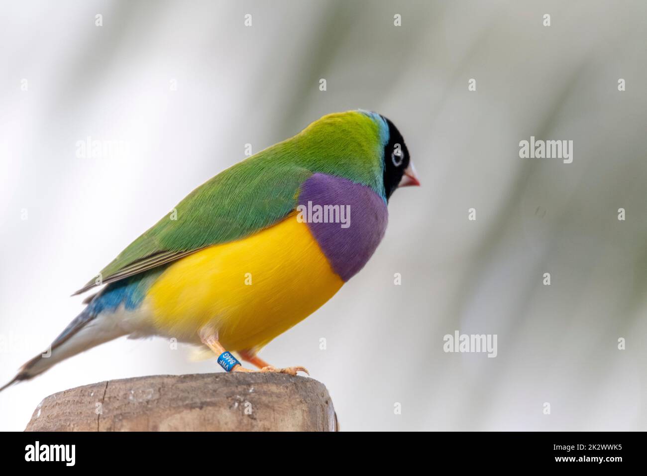 Gouldian finch - the Lady Gouldian finch, Gould's finch or the rainbow finch - colorful paradise birds Stock Photo