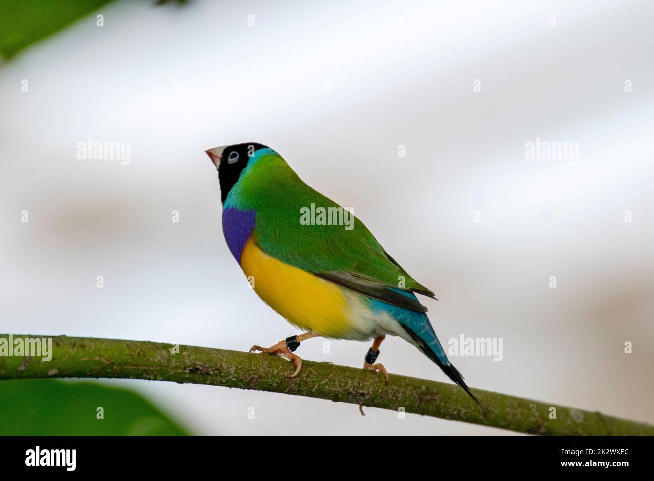 Gouldian finch - the Lady Gouldian finch, Gould's finch or the rainbow