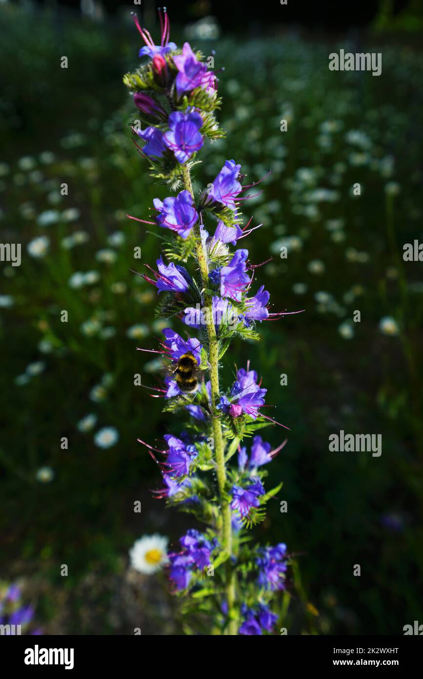 Common viper's bugloss on a blooming meadow in June Stock Photo