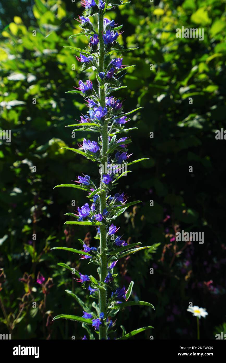 Common viper's bugloss on a blooming meadow in June Stock Photo