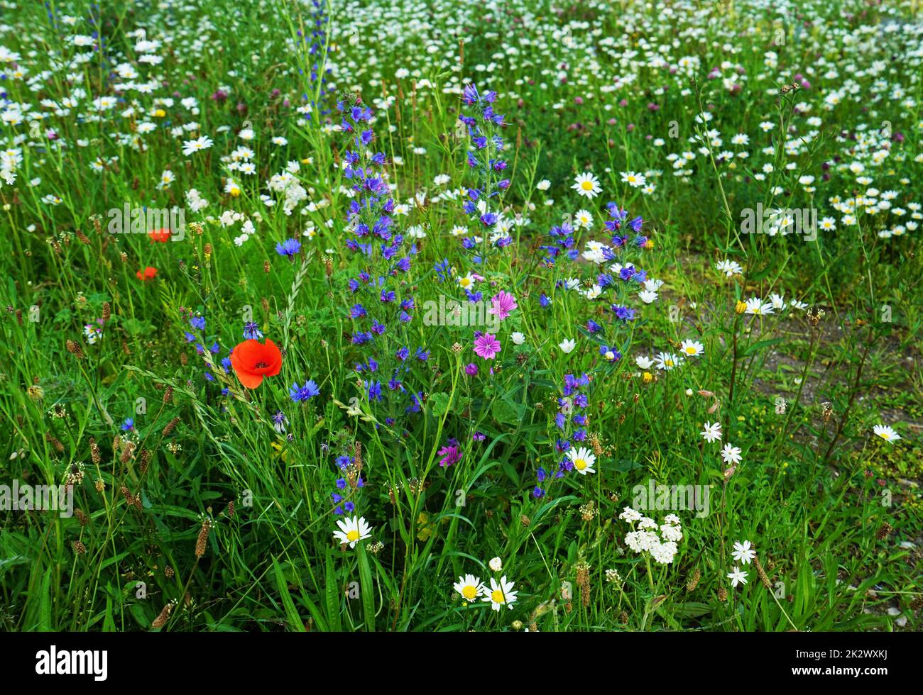 Common viper's bugloss on a blooming meadow in June Stock Photo