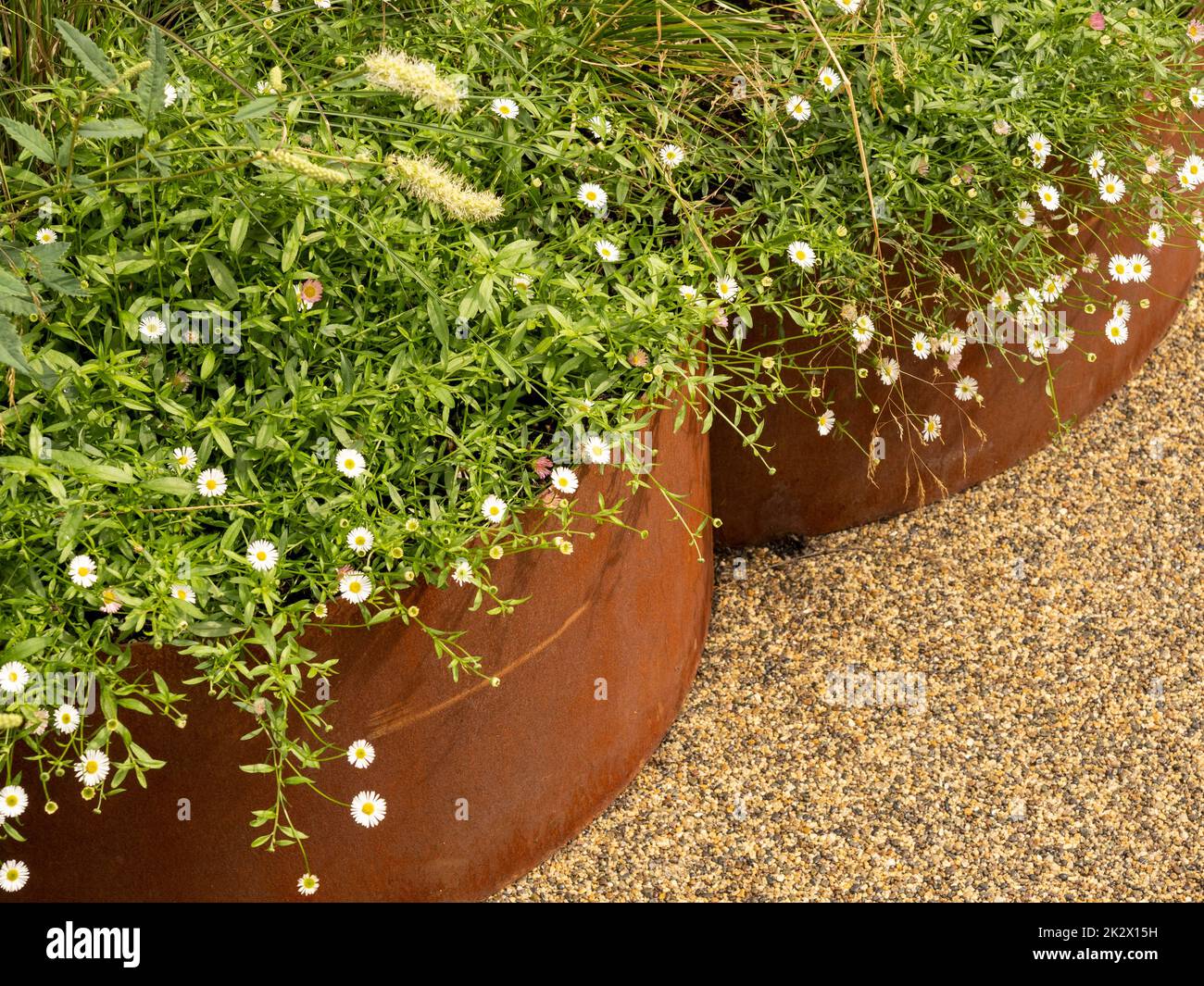Contemporary corten garden containers planted up with grasses and Stock Photo
