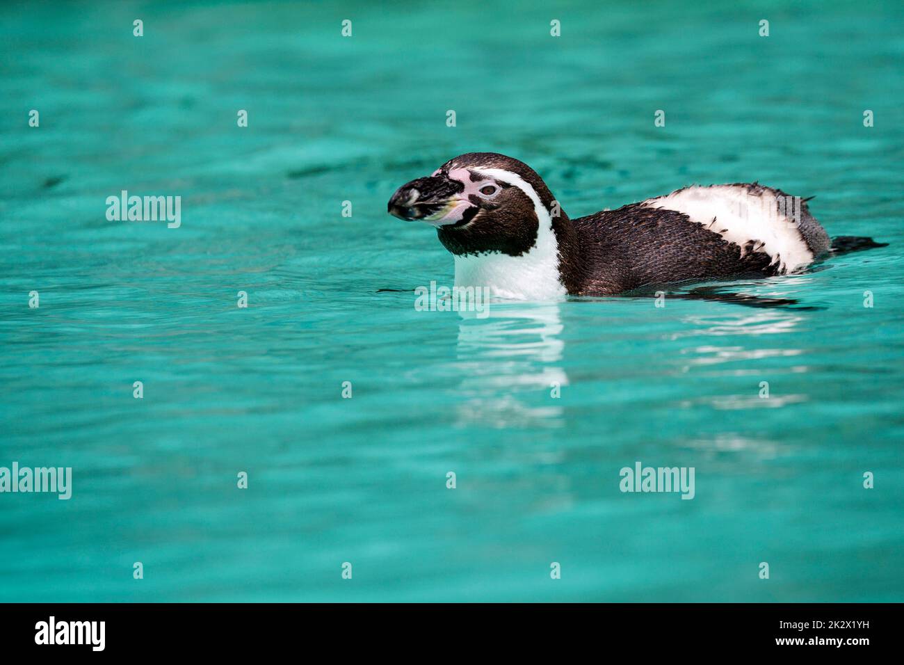 Humboldt penguin in the water Stock Photo - Alamy