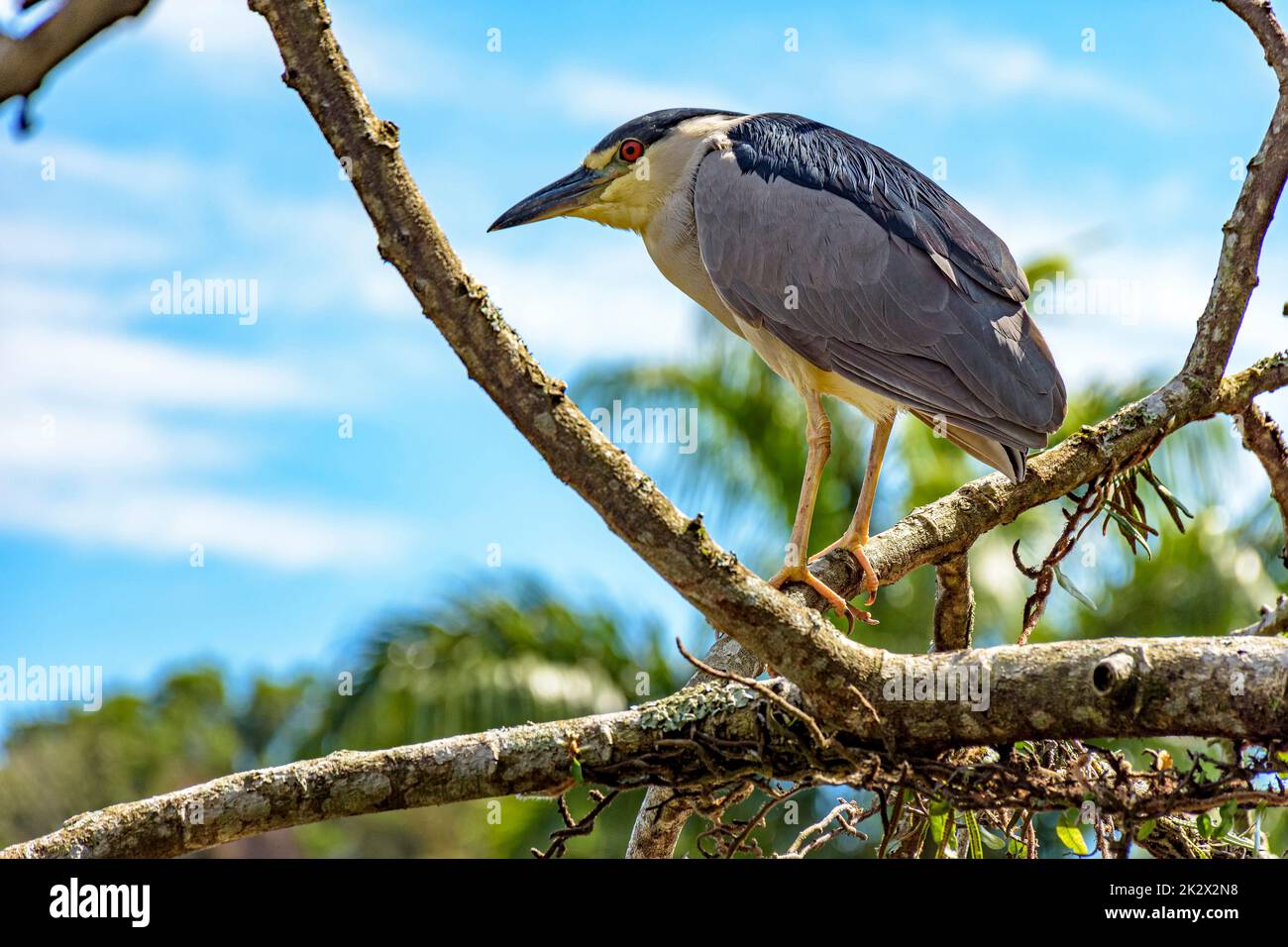 Black-crowned Night-Heron perched on a tree Stock Photo
