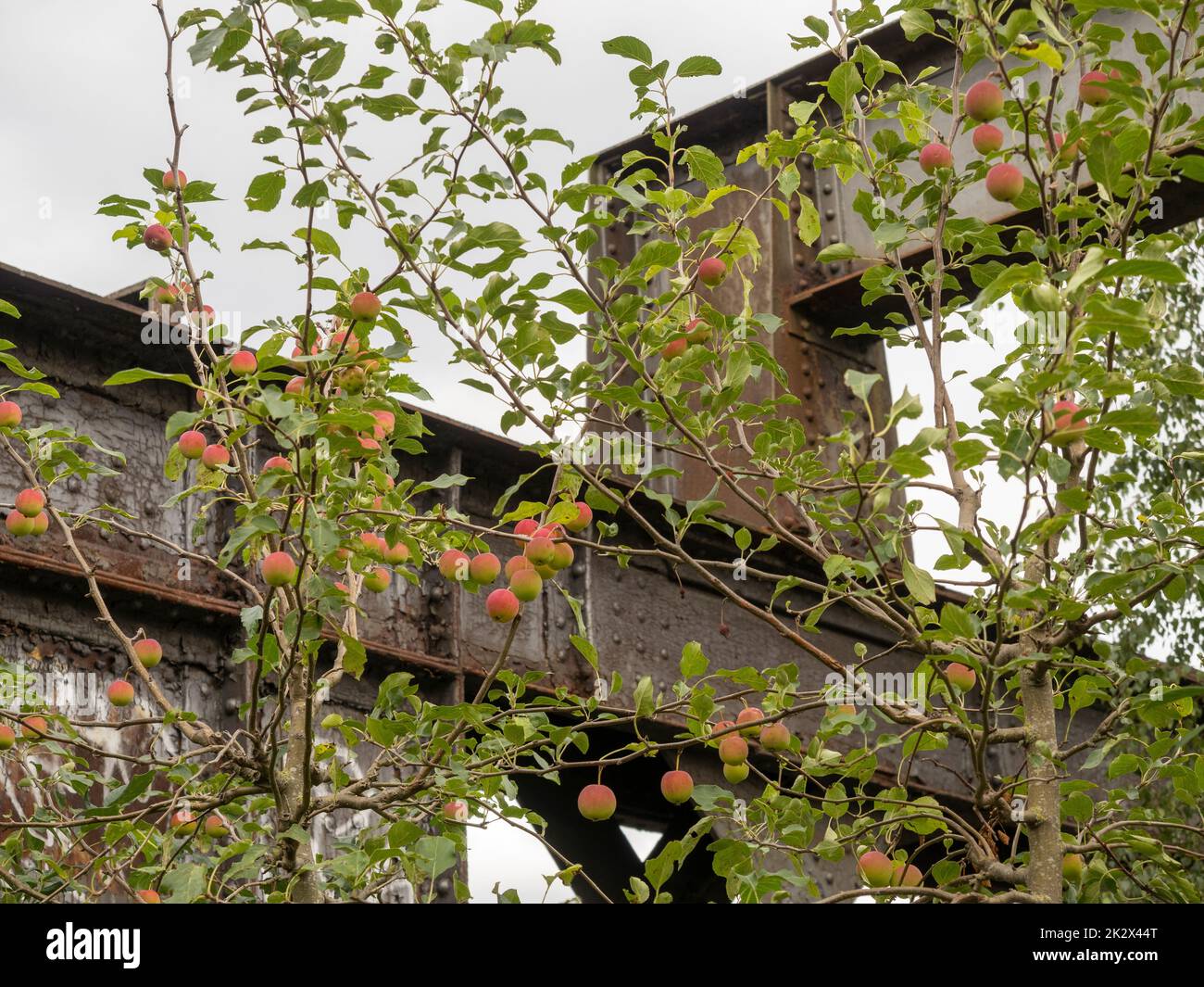 Crab Apple tree seen against steel girders on the Castlefield Viaduct,  part of the redevelopment into an urban green space. Manchester. Stock Photo