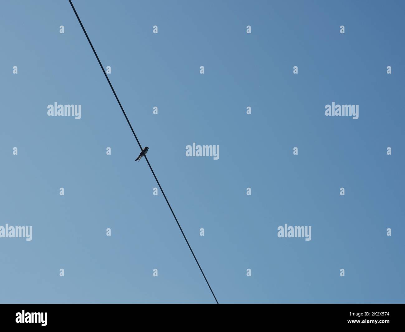 One single barn swallow (Hirundo rustica) on a power line Stock Photo