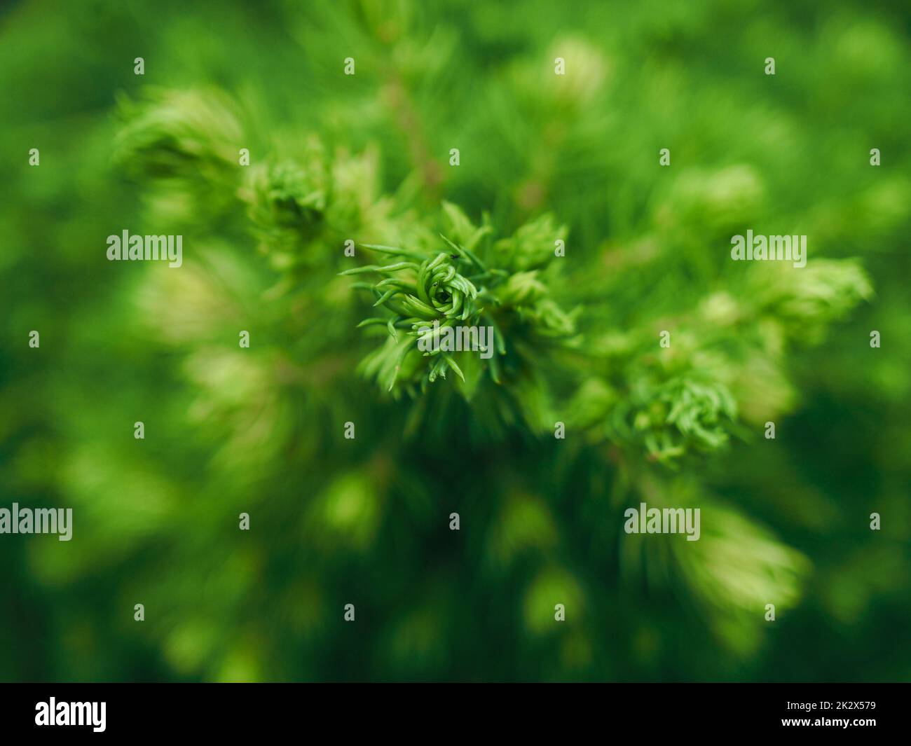 Close-up of a sugarloaf spruce (Picea glauca var. albertiana 'Conica') from above Stock Photo