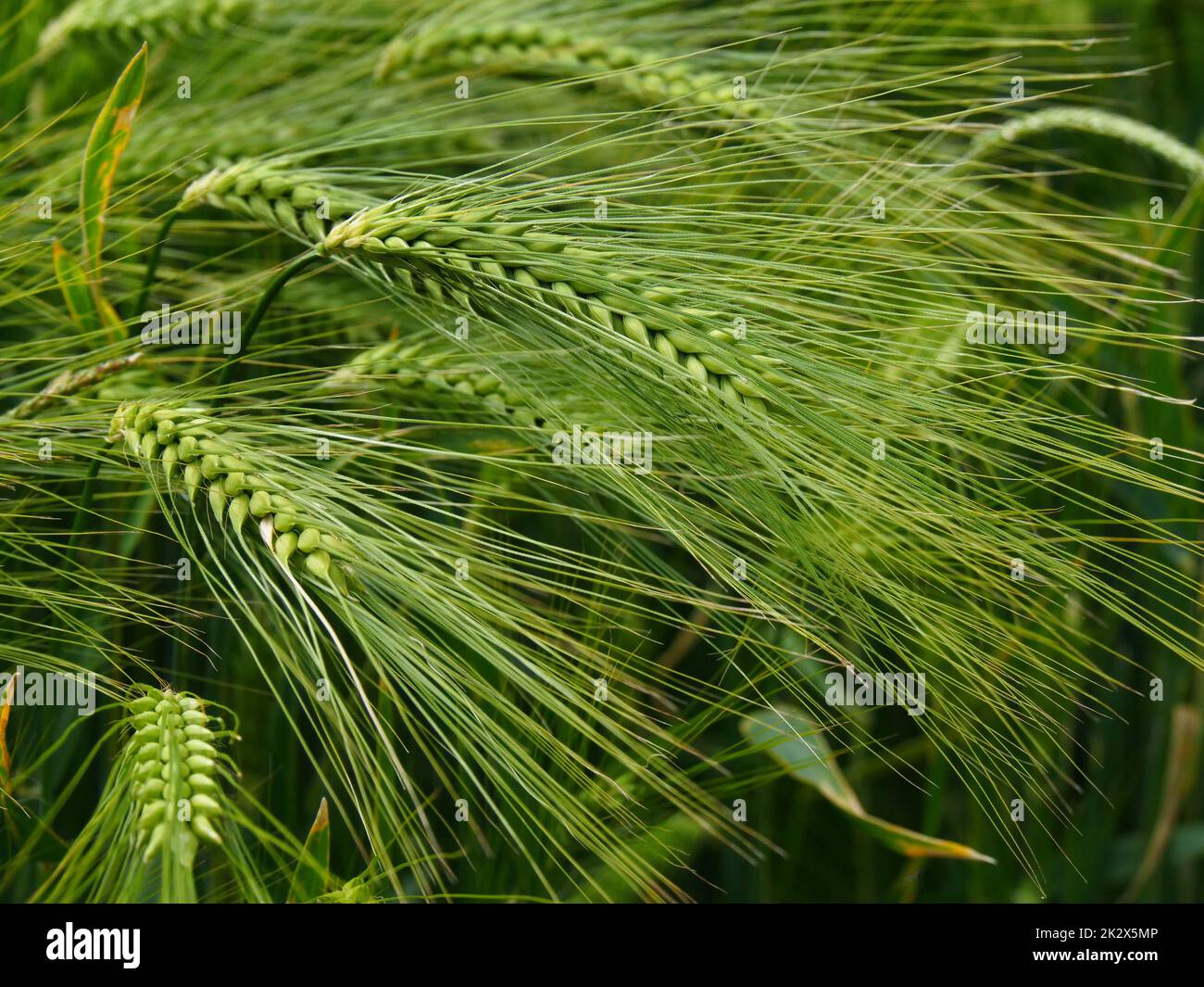 Wintergerste in verschiedenen Bildern in der freien Natur Stock Photo