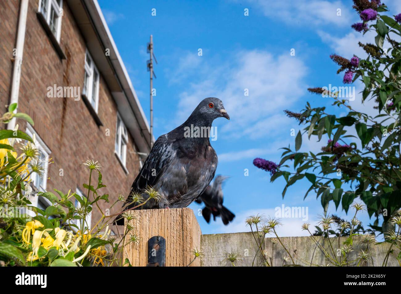 Feral pigeon ( Columba livia domestica ), also called city doves perched on a garden fence post in Brighton UK  Photograph taken by Simon Dack Stock Photo
