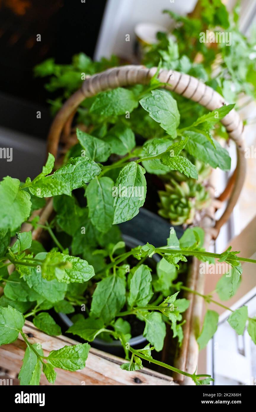 Fresh mint plant growing in a windowsill planter in the kitchen   Photograph taken by Simon Dack Stock Photo