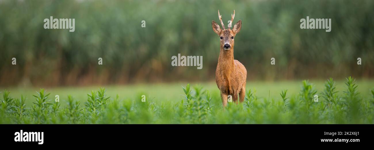 Roe deer buck looking in the camera on a green meadow in summer with copy space Stock Photo