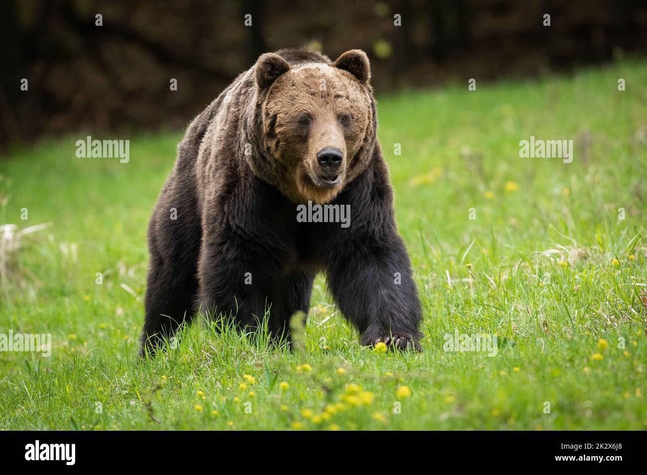 Low angle view of majestic brown bear male approaching on green grass Stock Photo