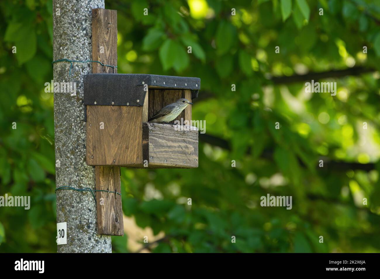 Spotted flycatcher sitting in an birdbox attached to a pole in a city Stock Photo