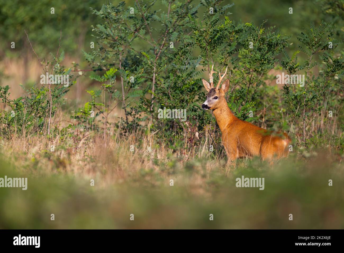 Roe deer buck coming out of locust thicket onto a meadow with dry grass Stock Photo Alamy
