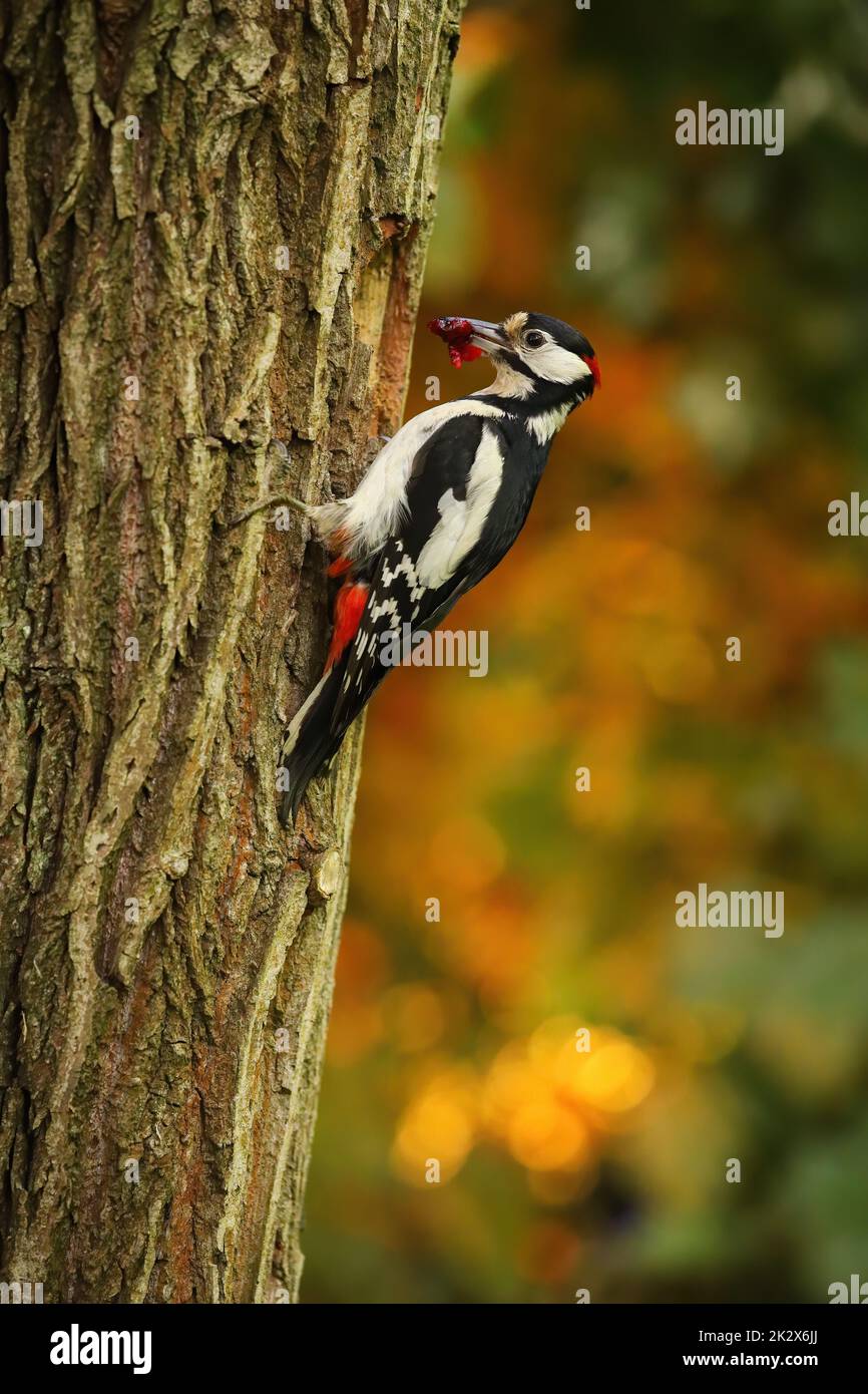Great spotted woodpecker bringing food to a nest inside a hollow tree Stock Photo
