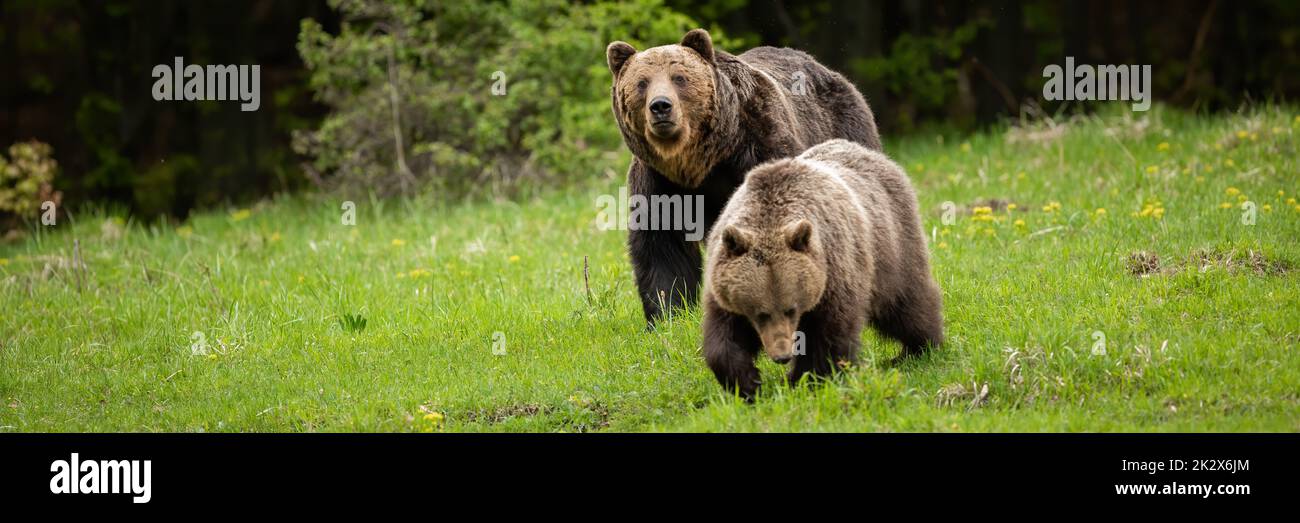 Couple of brown bear courting during summer mating season Stock Photo