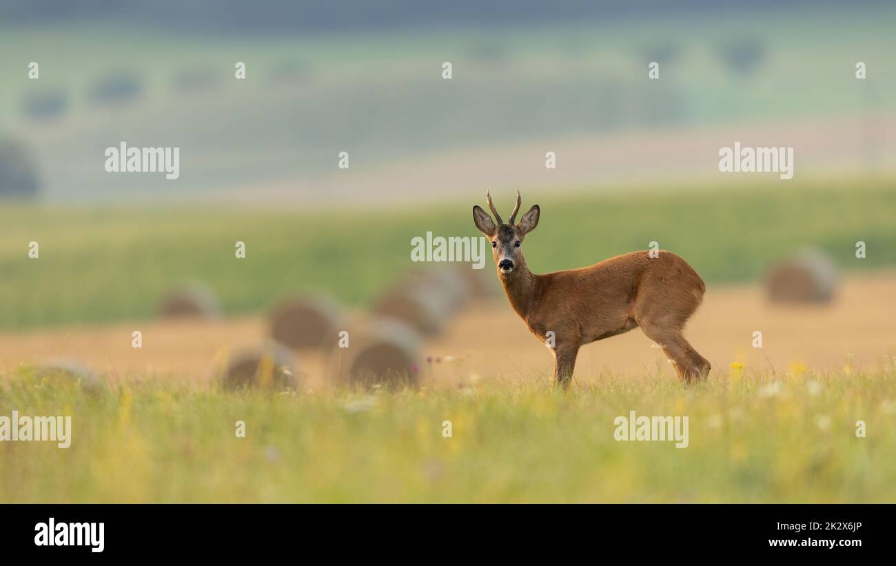 Roe deer back standing on a green meadow with blooming flowers Stock Photo