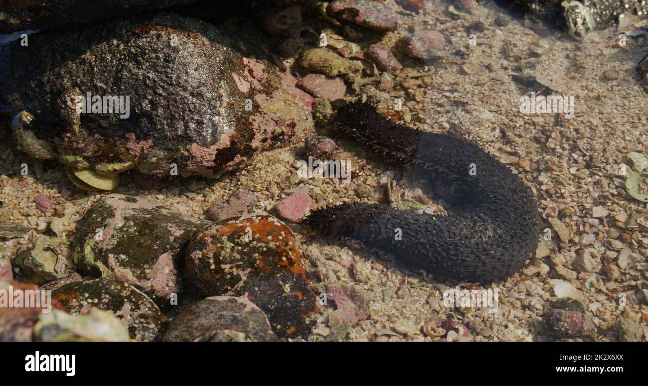 Sea cucumber inside the ocean Stock Photo Alamy