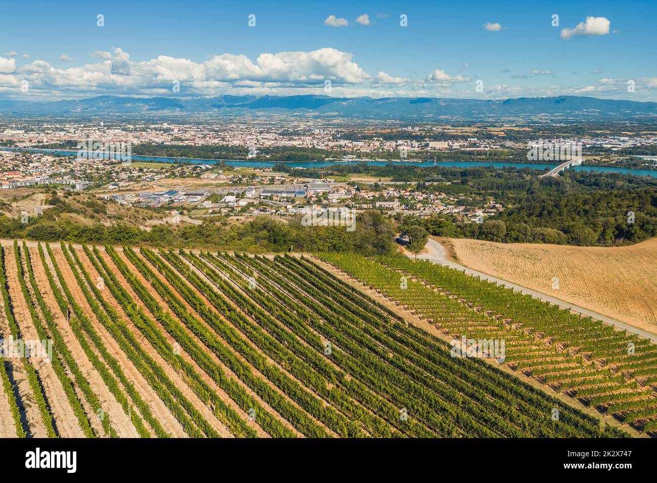 Panoramic aerial photo of the ripening grape fields during the summer season. White grape intended for wine. A few weeks before harvest. Grape fields Stock Photo