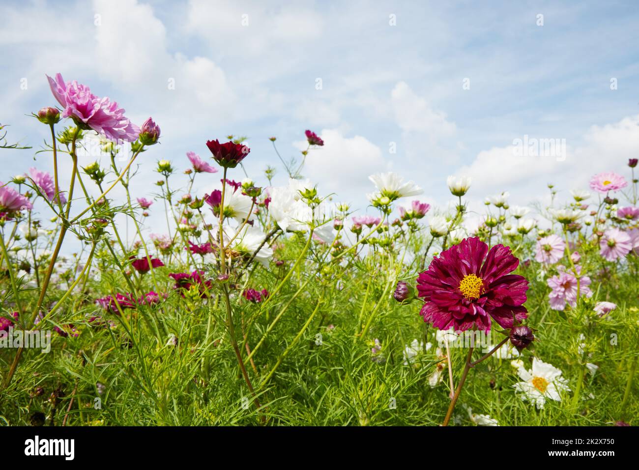 Wildflowers in meadow on cloudy hi-res stock photography and images - Alamy