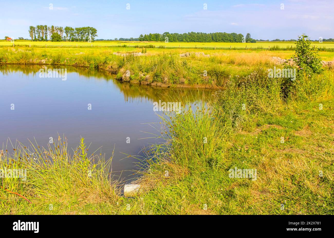 Bog moor swamp pond river lake green plants forest Germany. Stock Photo
