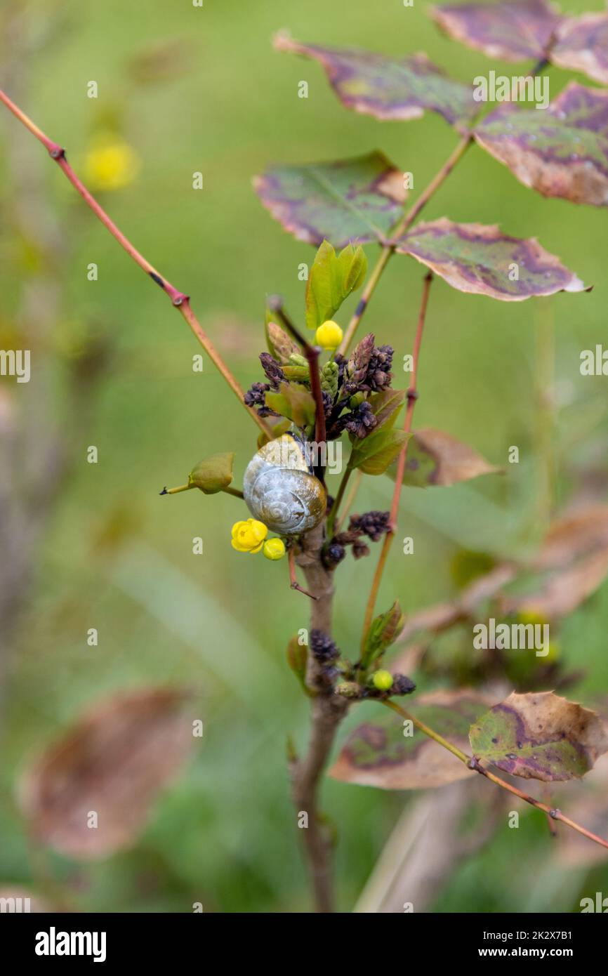 A snail climbs up a bush.. Stock Photo