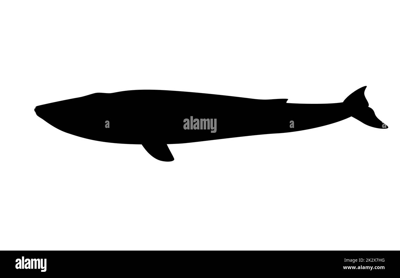 Blue whale silhouette. Vector illustration of black large silhouette blue whale isolated on white. Logo icon, side view. Stock Vector
