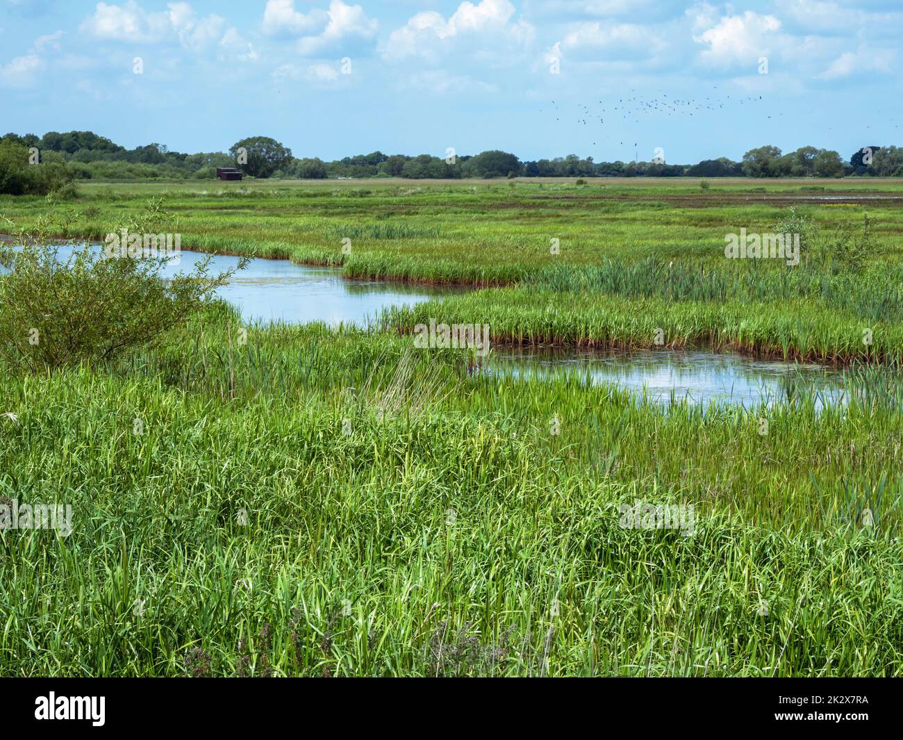 Wetland at Wheldrake Ings Nature Reserve in North Yorkshire, England ...
