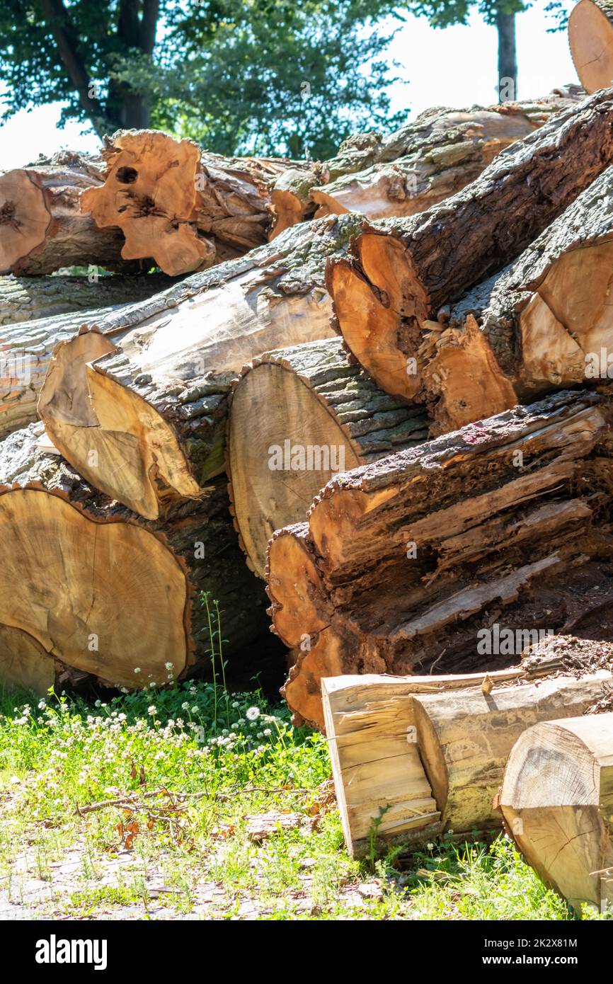 Tree wood stack of lumber industry and timber woodmill as sustainable resource and renewable