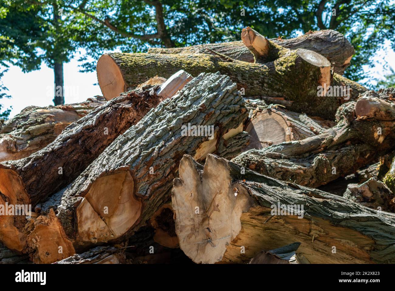 Tree wood stack of lumber industry and timber woodmill as sustainable
