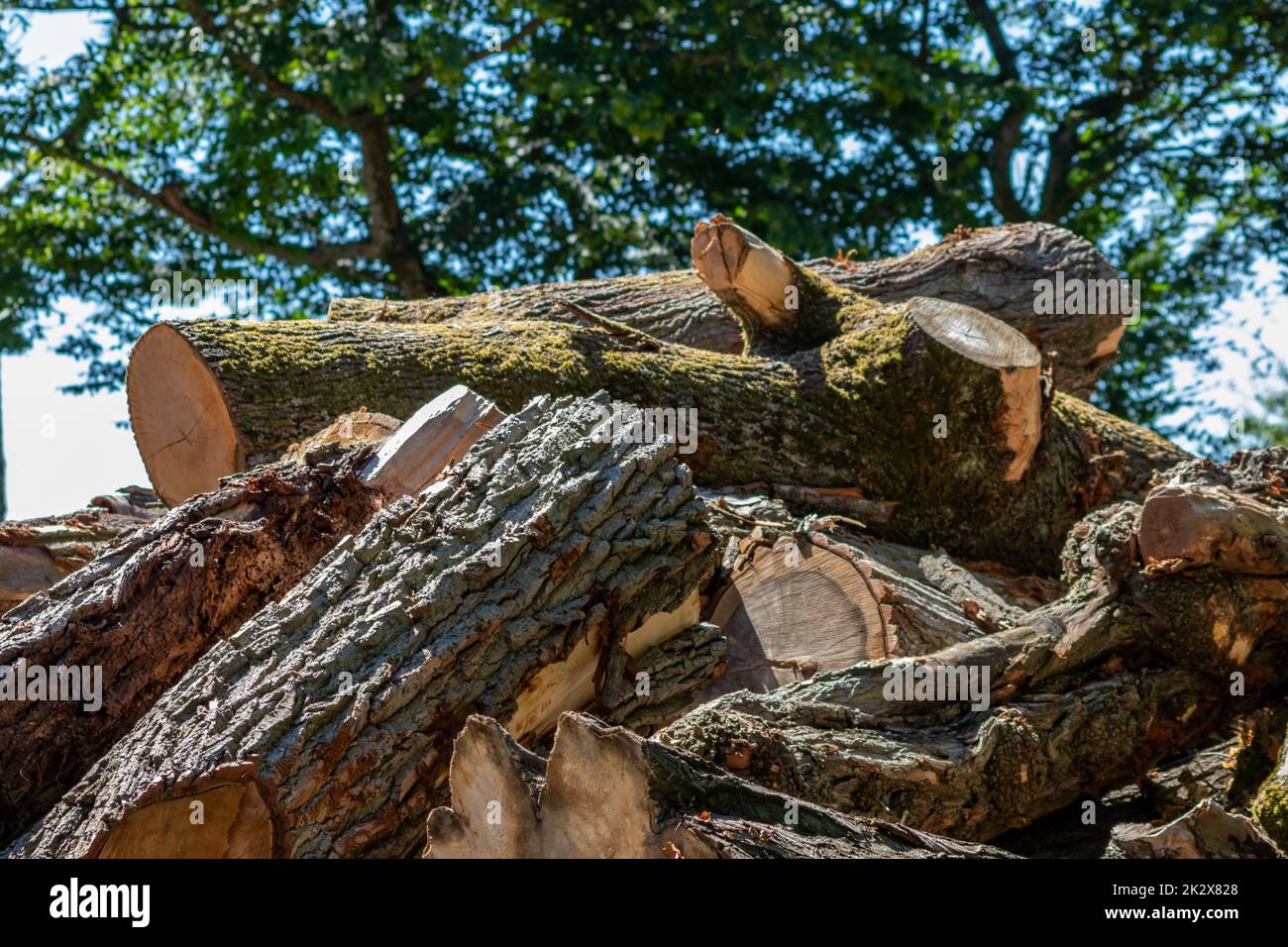 Tree wood stack of lumber industry and timber woodmill as sustainable