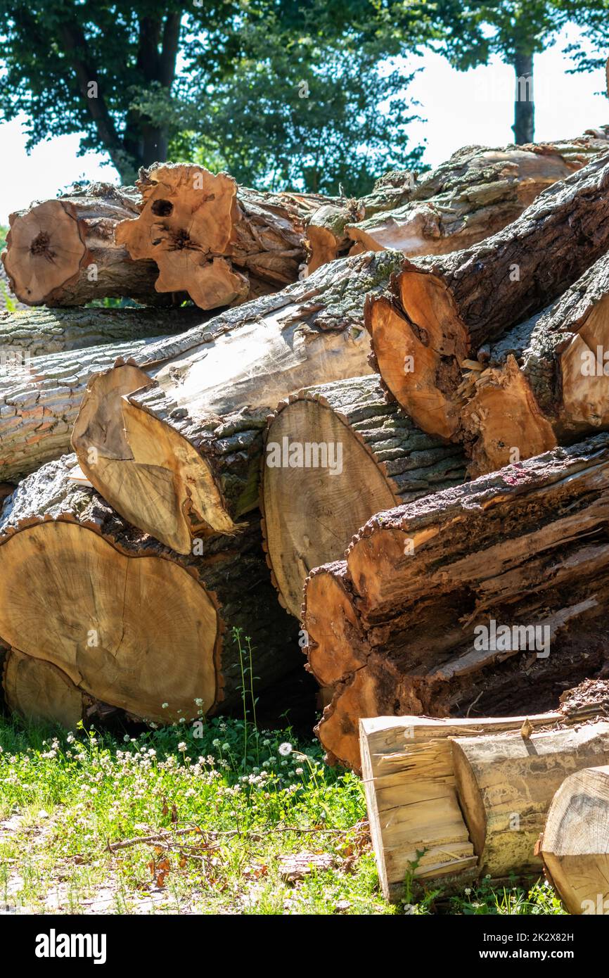 Tree wood stack of lumber industry and timber woodmill as sustainable