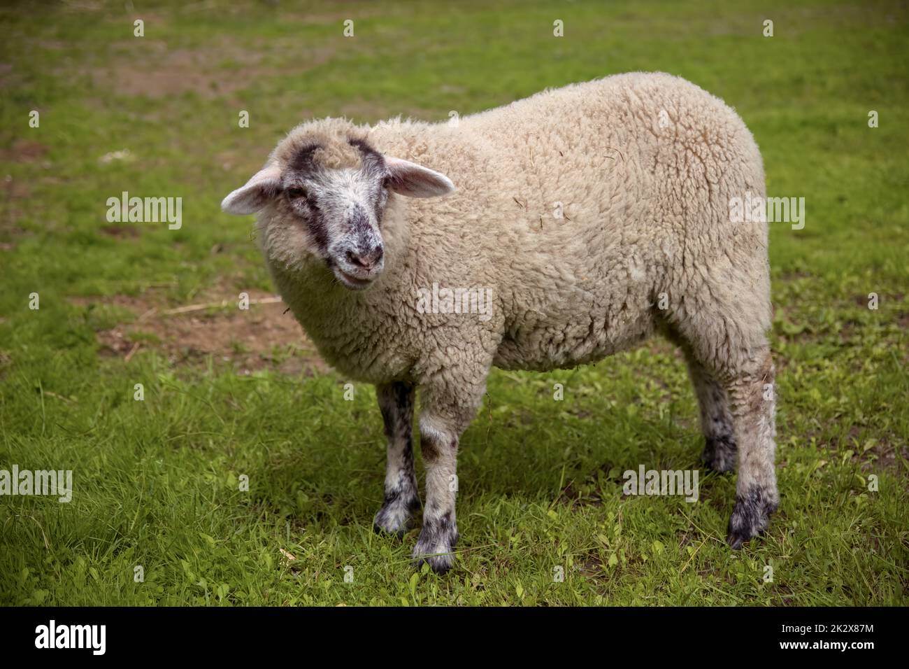 white sheep standing in green field of grass farm animal meadow Stock Photo