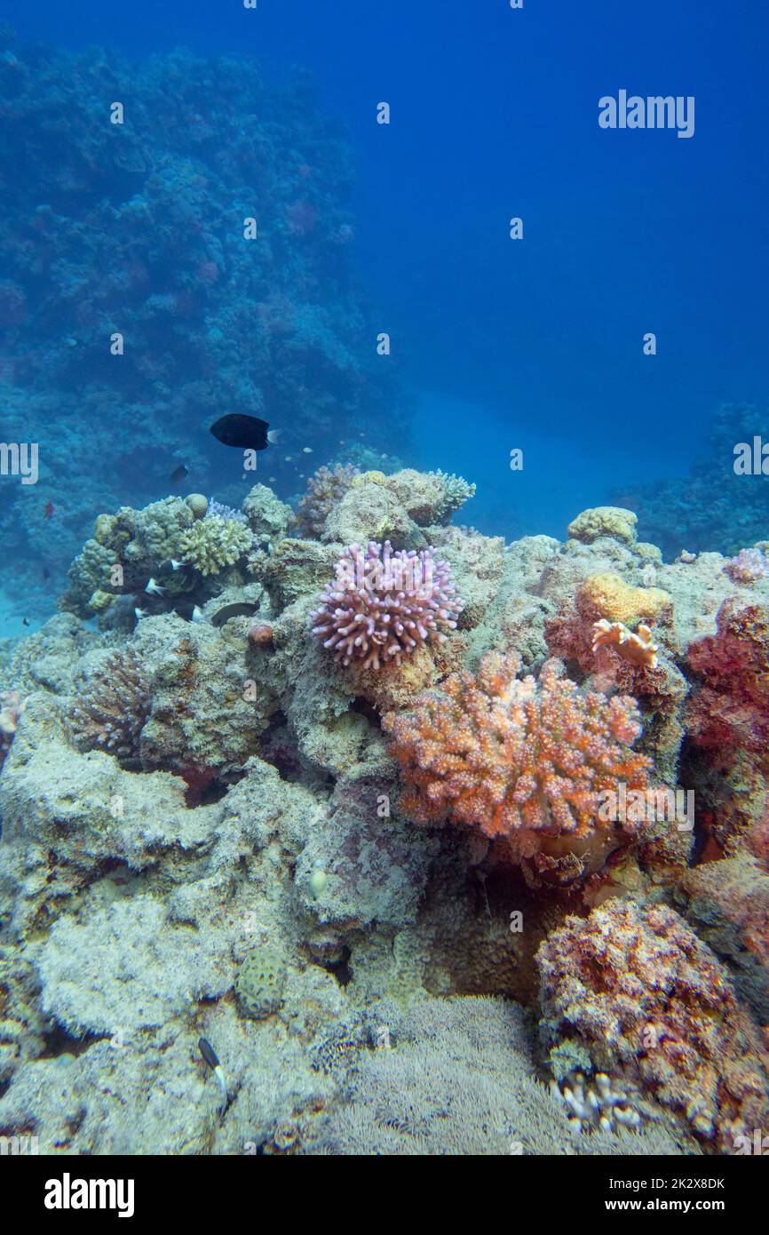 Colorful coral reef at the bottom of tropical sea, hard corals, underwater landscape Stock Photo