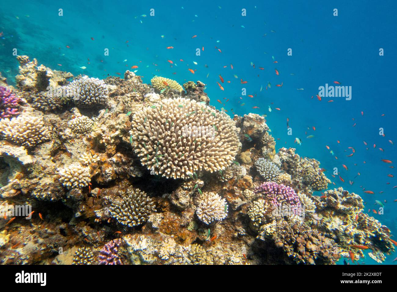Colorful, picturesque coral reef at the sandy bottom of tropical sea ...