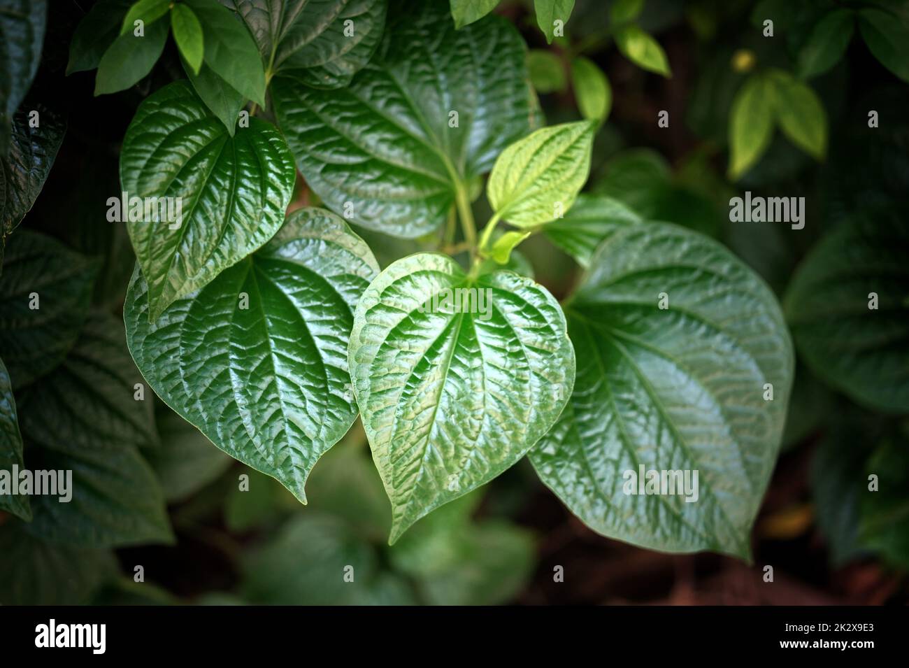Pyper Beel Piper betel leaf hi-res stock photography and images - Alamy