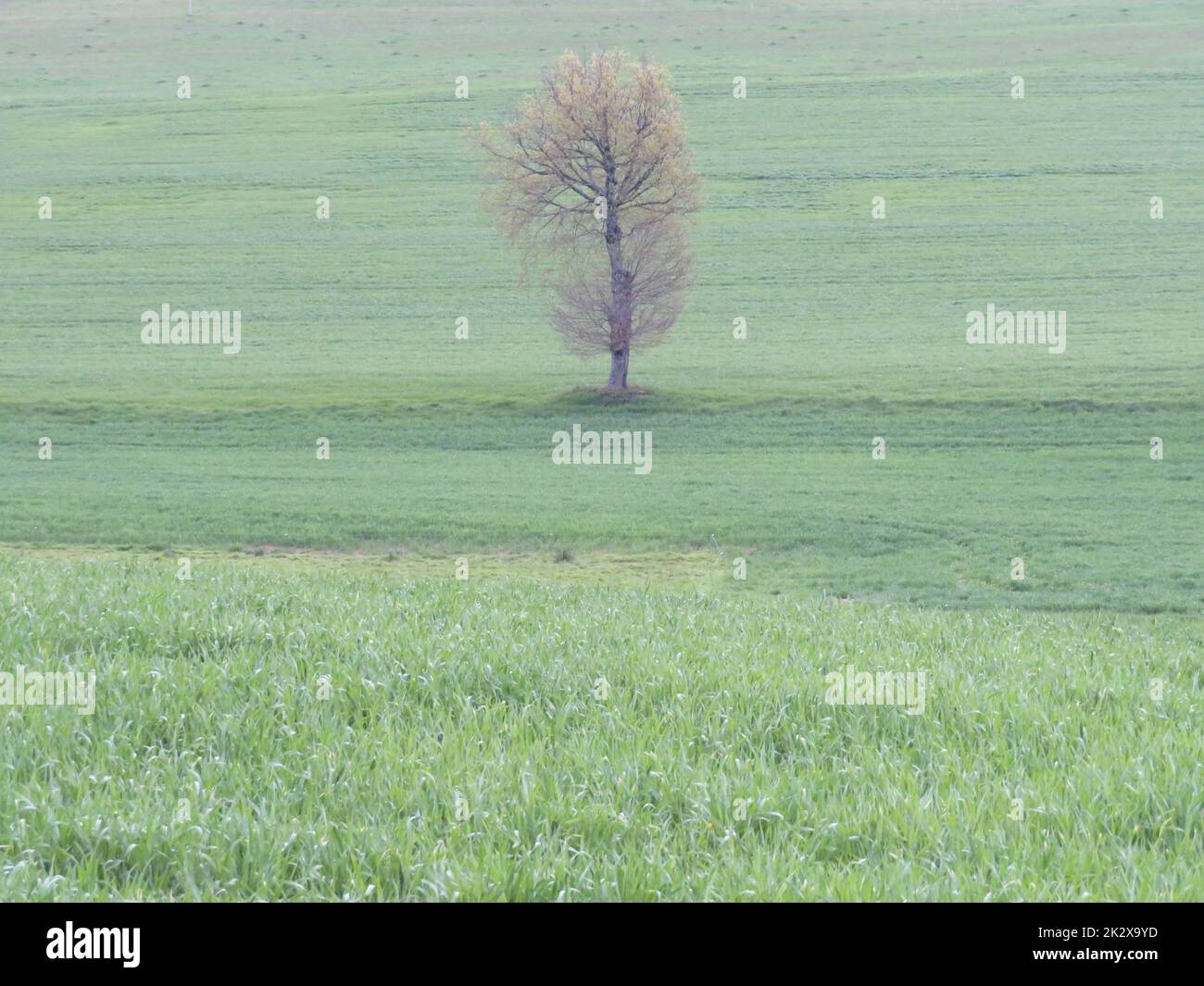 beautiful landscape with natural trees green rustic field Stock Photo