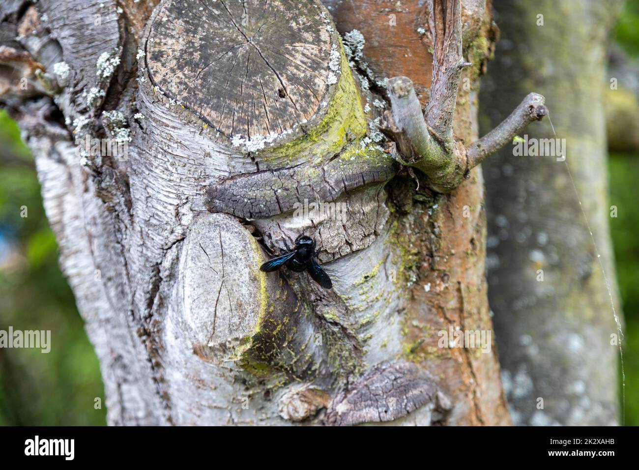 A blue wood bee works on the trunk of an old tree. Stock Photo